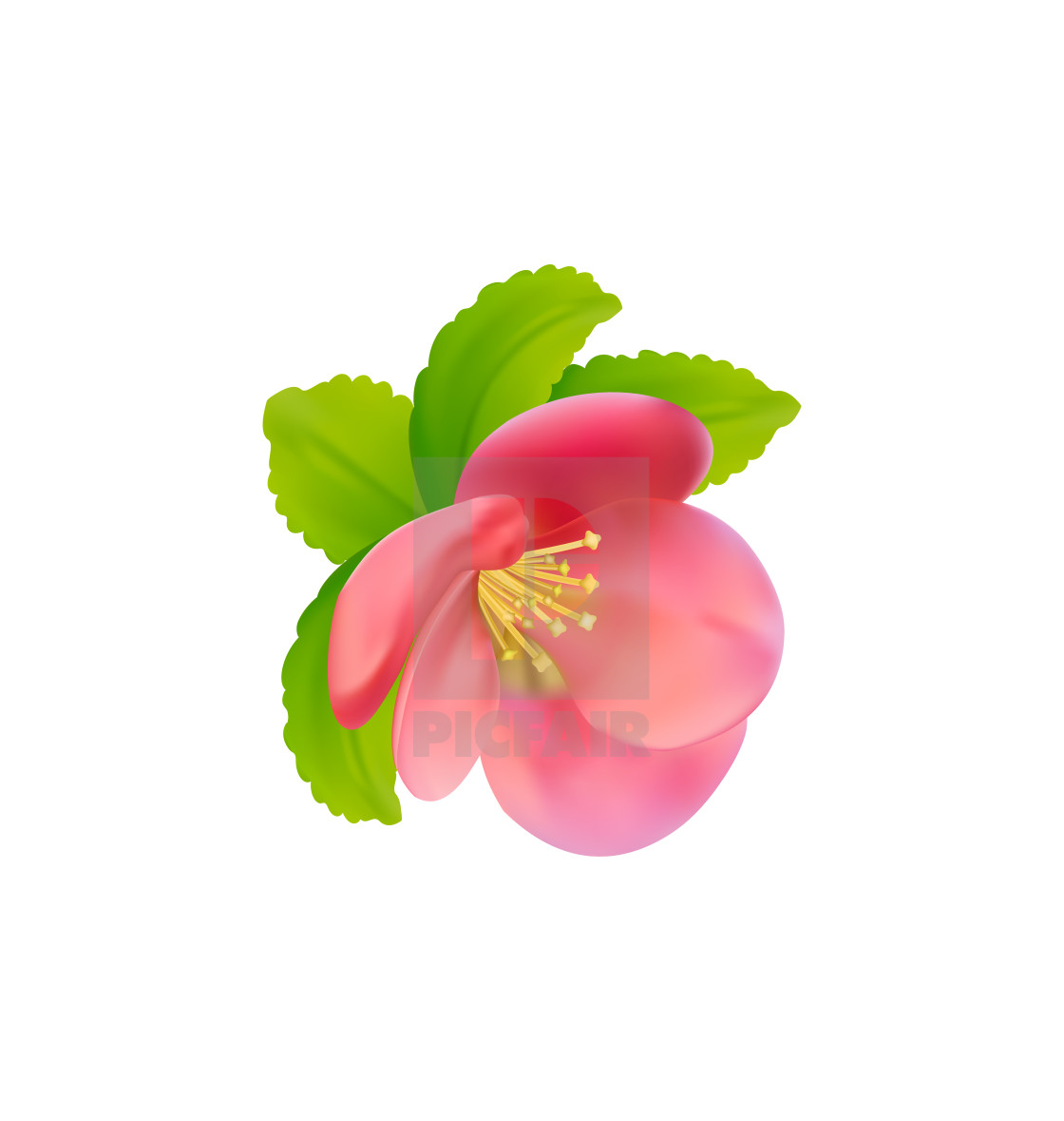 Розовая Цветущая айва вектор